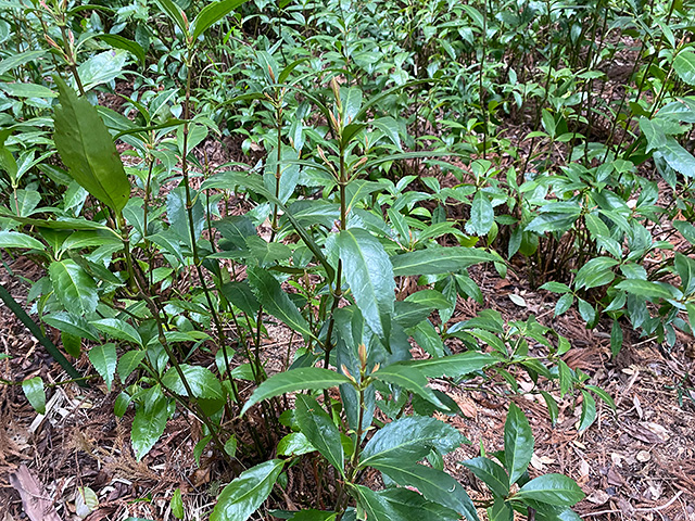 千両の自然栽培の様子